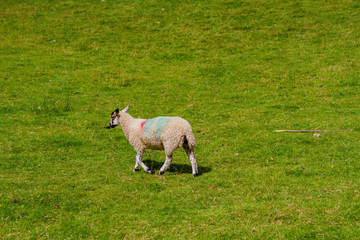 Obraz premium Many sheeps eating grass around Lake Windermere
