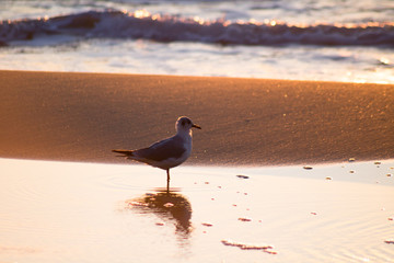 seagull on the golden sand standing near the water in sunrise sunlight