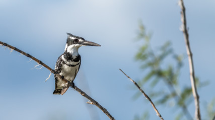 Oiseaux - Masaï Mara Kenya © benoit