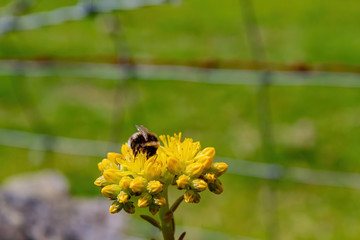 Close up shot of the Sedum ochroleucum blossom around Lake Windermere