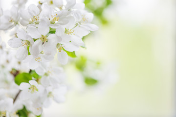 White apple tree flowers - 324027612