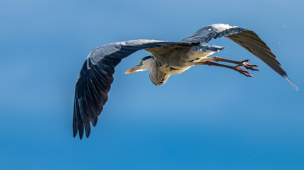 Oiseaux - Masaï Mara Kenya