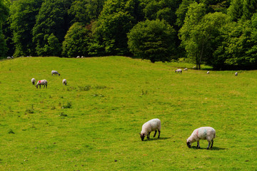 Obraz premium Many sheeps eating grass around Lake Windermere