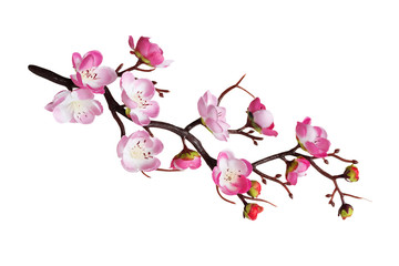Fototapeta na wymiar Branch of cherry flowers