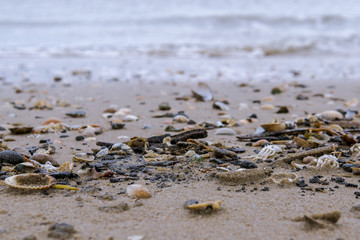 Muscheln im Sand
