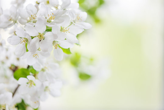 White apple tree flowers