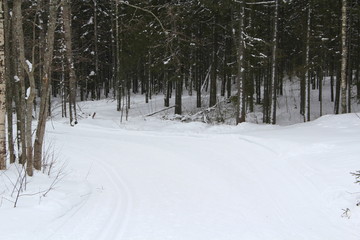 Snow covered deserted alley with trees, place for rest and walks