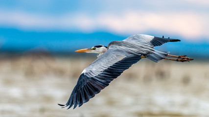 Oiseaux - Masaï Mara Kenya