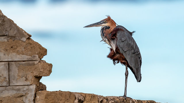 Oiseaux - Masa&iuml; Mara Kenya