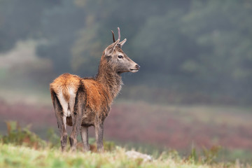 Young Red Deer Stag (Cervus elaphus)  on a misty morning