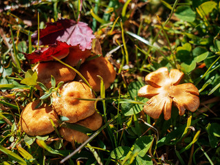 Close-range photo of a family of orange mushrooms growing among the green grass