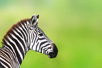 Fotobehang Zijaanzicht van zebra hoofd tegen ongericht groene achtergrond © ilyaska