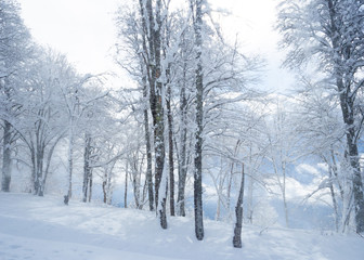 Beautiful winter mountain landscape of winter forest, sun rays and snow falling. Panorama, winter fairy tale.