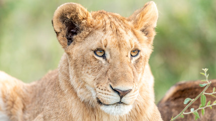 Plakat Lion - Masaï Mara Kenya