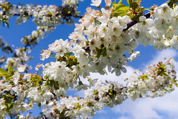 Branches of blossoming cherry trees in orchard in spring on blue sky background, bottom view