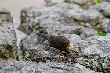 Common blackbird eating in the Museum Gardens