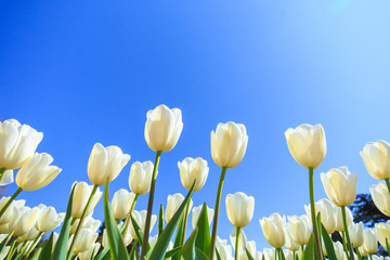 beautiful white spring tulips in a flower garden on a sunny day against a blue sky.