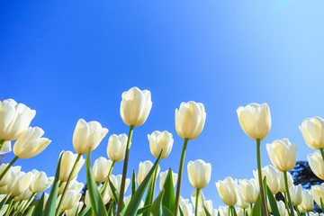 Obraz premium beautiful white spring tulips in a flower garden on a sunny day against a blue sky.