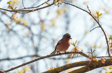 finch on the branch 