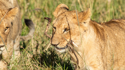 Lion - Masaï Mara Kenya