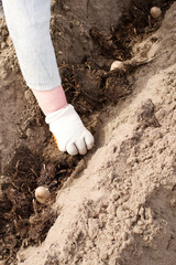 Female hand in a glove lays seed potatoes in the soil with manure. Spring planting potatoes. Agriculture