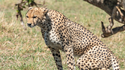 Guépard - Masaï Mara Kenya