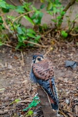 Close up shot of cute owl