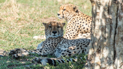 Guépard - Masaï Mara Kenya