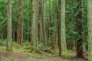 Landscape of a path in a moss and fern-filled forest at Washington Park in Anacortes, Washington