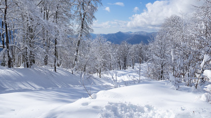 Beautiful winter mountain landscape of winter forest, sun rays and snow falling. Panorama, winter fairy tale.
