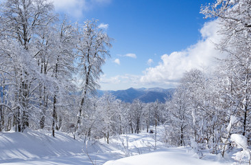 Fototapeta na wymiar Beautiful winter mountain landscape of winter forest, sun rays and snow falling. Panorama, winter fairy tale.