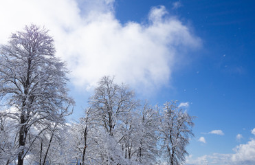 snow covered tree branches against bright blue sky with white clouds. bottom up view. natural and scenic background, copy space