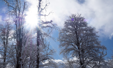 Snow covered tree branches against bright blue sky with white clouds and rays of sun. bottom up view. natural and scenic background, copy space