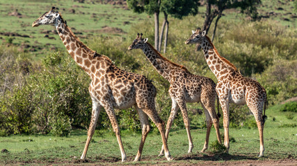 Naklejka na ściany i meble Girafe - Masaï Mara Kenya