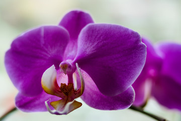 Fototapeta na wymiar orchid on bright background