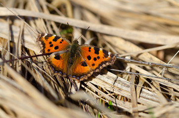 animal, animal pattern, animals, background, beautiful, beauty, black, brown, butterfly, close-up, closeup, closeup butterfly, color, colorful, detail, entomology, environmentfly, forest, garden, gras