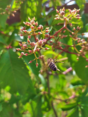 Bee on a bend when planting wild grape flowers on a background of greenery