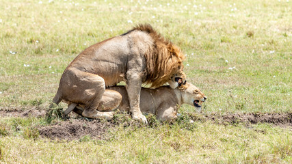 Lions - Masaï Mara Kenya