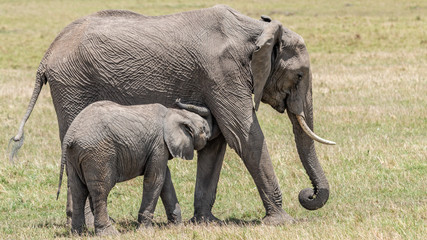 Eléphant - Masaï Mara Kenya
