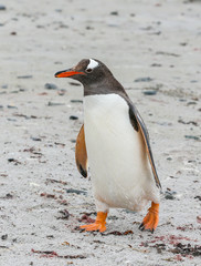 Fototapeta premium gentoo penguin (Pygoscelis papua)