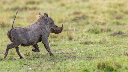 Kenya - Masaï Mara