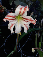 Amaryllis Belladonna Blüte