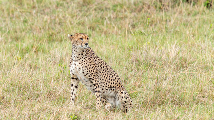 Guépard - Masaï Mara Kenya