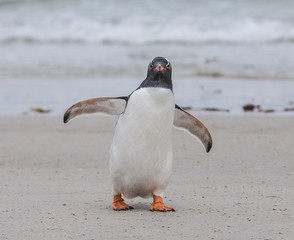 gentoo penguins