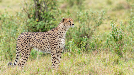 Guépard - Masaï Mara Kenya