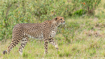 Fototapeta na wymiar Guépard - Masaï Mara Kenya