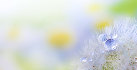 Dandelion seed with dew droplets. Beautiful soft spring background. Soft focus abstract background...