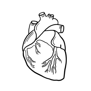 Anatomical heart. Vector linear illustration of a heart. Anatomical illustration. Freehand drawing in cartoon style.