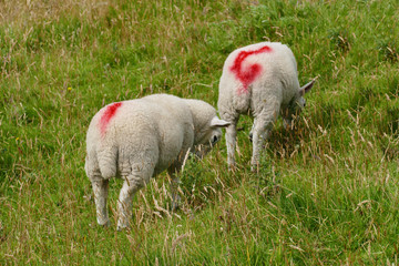 Schaf auf einer felsigen, Weide in den Highlands von Schottland