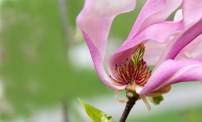 Blooming pink magnolia flower with pestle and stamens close up